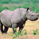 The rhino and tickbird pass another morning on the African savannah not saying one word to each other.